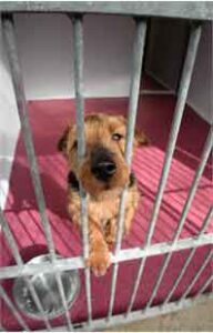 Found or lost a dog? Important changes to Council service CachedImage