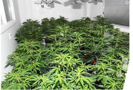 Two men behind multiple cannabis factories worth up to 600k have been put behind bars