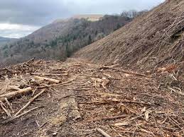 Welsh Labours failed tree campaign