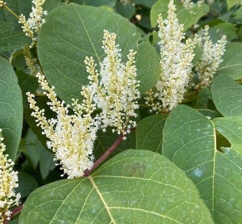 Supreme Court to hear appeal of ruling that Council must pay Japanese knotweed damages