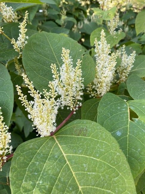 Supreme Court to hear appeal of ruling that Council must pay Japanese knotweed damages