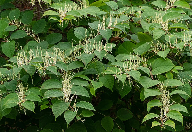 Court orders Transport for Wales to pay Pontypridd Homeowner nearly £10k over Japanese knotweed claim