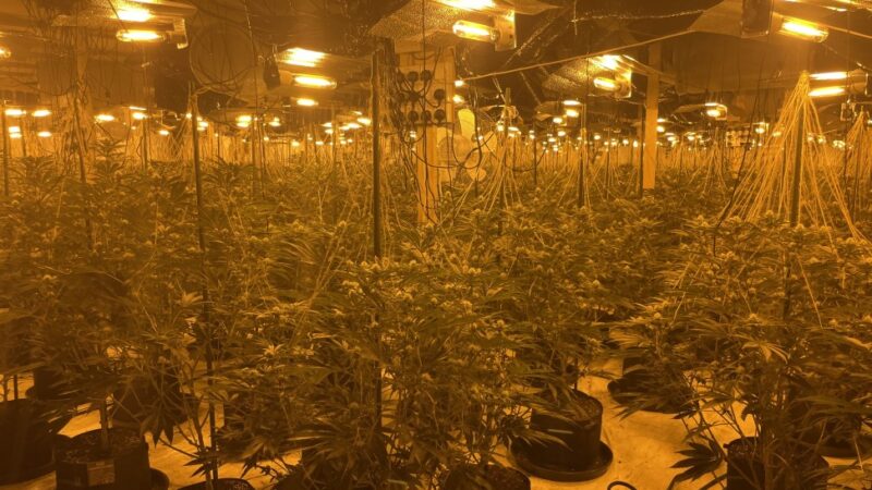 1000 plants seized at major Pontypridd cannabis factory