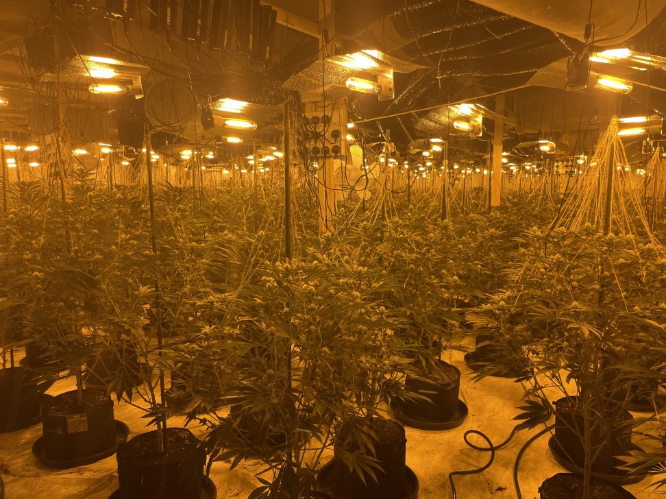 1000 plants seized at major Pontypridd cannabis factory