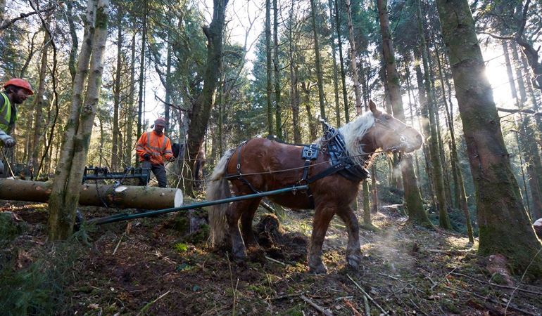 Horses to be used to remove infected trees from Fforest Fawr