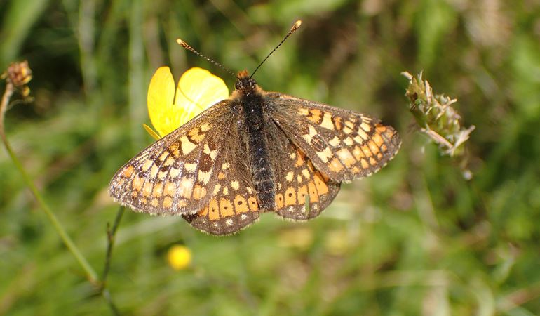 NRW to reduce mowing in May to help pollinators