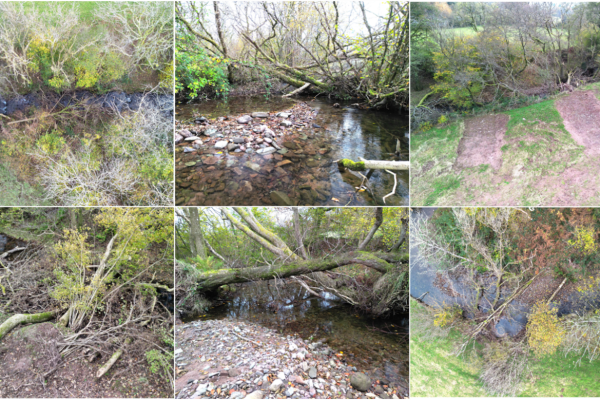 How wood is helping to restore river habitat, but is it allowing potential flooding problems?