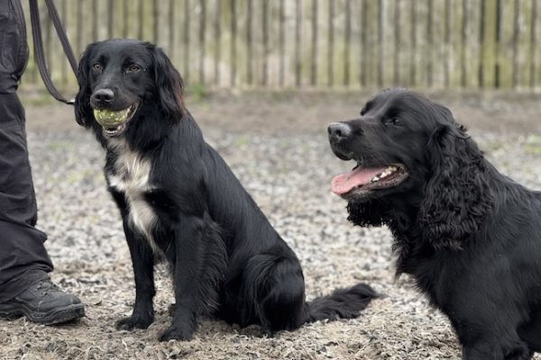 Two pooches from Cardiff Dogs Home join South Wales Police as specialist search dogs